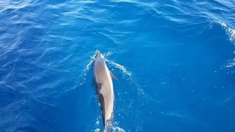 Dolphin Spotting Cruise Maldives